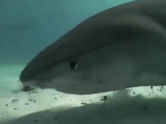 深海世界全息影像已實現，全息地圖